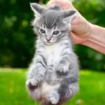 proc-by-se-kocky-nemely-chytat-za-kohoutek.webp.webp